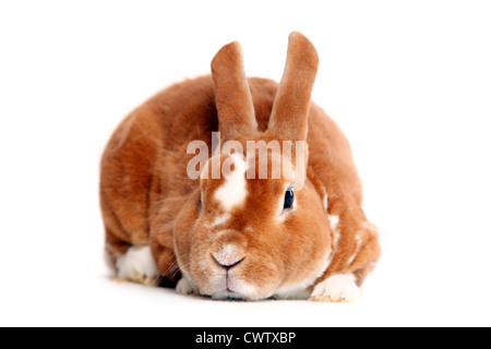 Kleinrex / Rex Bunny Foto Stock