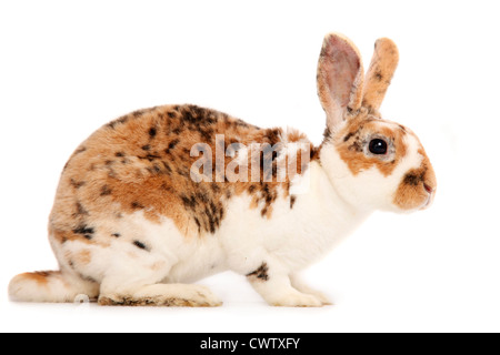 Kleinrex / Rex Bunny Foto Stock