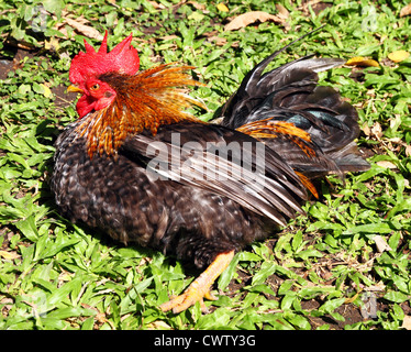 Bantam tailandese pollo in campo Foto Stock