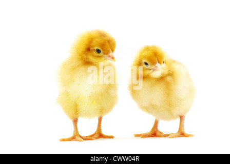 Piccolo Grazioso baby chicken isolato su sfondo bianco Foto Stock