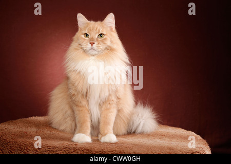 Sitzende Sibirische Katze / seduta Gatto Siberiano Foto Stock