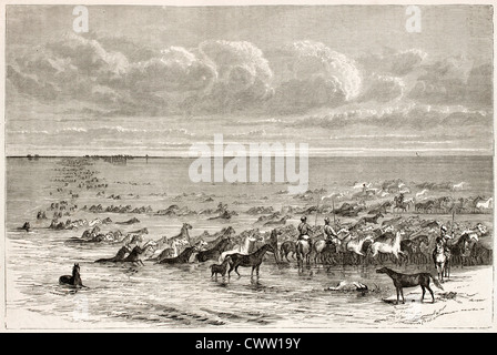 Cavalli guadare il fiume Volga Foto Stock