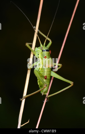 Cricket a sella maschio o Bush a sella, Ephippiger ephippiger, con parassiti rossi sulla leva di arrampicata del corpo Foto Stock