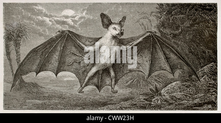 Nuova Caledonia Flying Fox Foto Stock