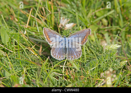 Comune Femmina Blue Butterfly Foto Stock