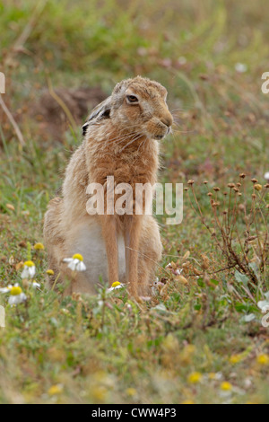 Brown lepre seduta sulla duna di sabbia Foto Stock