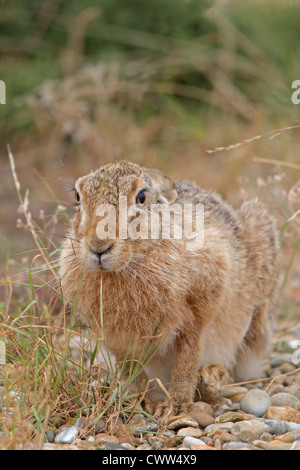 Brown Hare eating dried grass stem Foto Stock