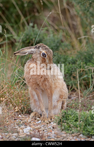 Brown Lepre toelettatura stesso sotto gorse bush Foto Stock