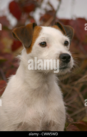 Jack Russell Terrier Foto Stock