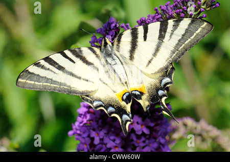 La scarsa coda forcuta (Iphiclides podalirius) farfalla è seduta su una farfalla-boccola fiore (buddleja davidii). DOF poco profondo Foto Stock