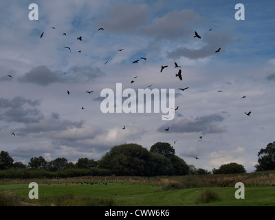 Aquilone rosso stazione di alimentazione a Gigrin Farm, Wales, Regno Unito Foto Stock