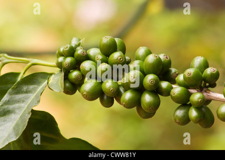 Il caffè (Coffea arabica) bacche su una pianta del caffè Foto Stock