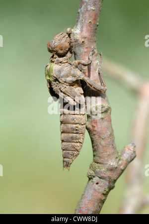 Una serie di 5 foto di libellula larva cutanea. Foto Stock