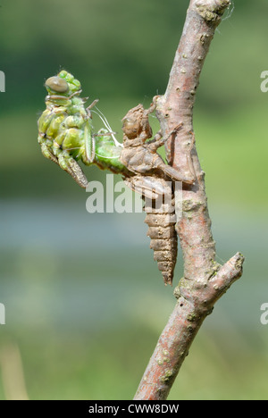 Una serie di 5 foto di libellula larva cutanea. Foto Stock