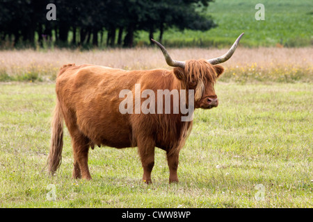 Highland rosso Foto Stock