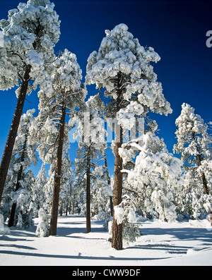 Il Mogollon Rim è un topografico e caratteristica geologica in esecuzione attraverso gli Stati Uniti Stato dell Arizona. Foto Stock