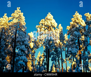 Il Mogollon Rim è un topografico e caratteristica geologica in esecuzione attraverso gli Stati Uniti Stato dell Arizona. Foto Stock