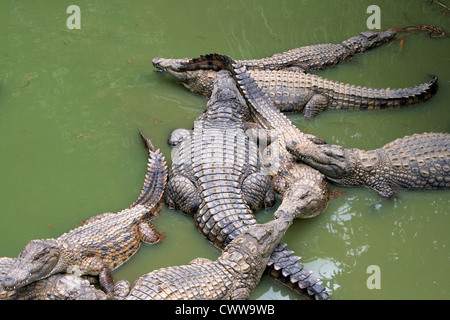 Gruppo di coccodrilli in acqua verdastra, girato in ambiente naturale, Madagascar Foto Stock