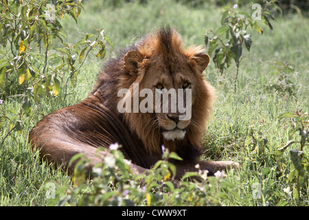 Lion - Lake Nakuru Foto Stock