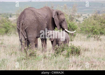 Il lattante Elephant vitello - Masai Mara, Kenya Foto Stock