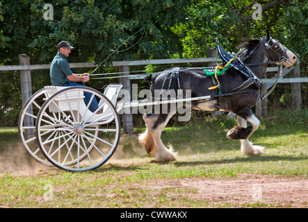 La mostra nazionale del cavallo al Evangeline fiera agricola e Acadian Festival in Prince Edward Island, Canada. Foto Stock