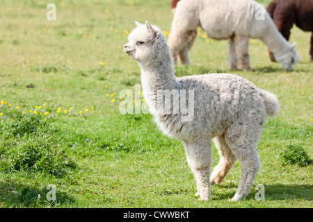 Baby Alpaca Cria () Foto Stock