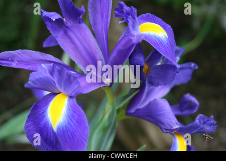 Iris in piena fioritura Foto Stock