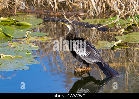 Anhinga appollaiato sul log sporgente da acqua in Leesburg, Florida Foto Stock