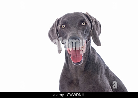 Studio orizzontale colpo di un cane Weimaraner su uno sfondo bianco con copia spazio. Foto Stock