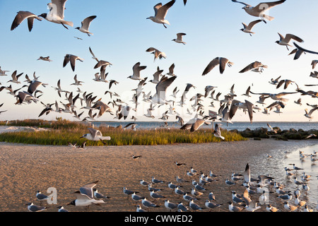 A Flock of Seagulls alimentazione su Fort Island Gulf Beach a bassa marea nei pressi di Crystal River, Florida Foto Stock