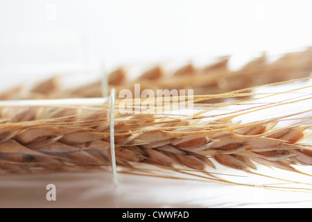 Close up di steli di grano in provetta Foto Stock