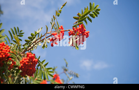 Ramo di un rowan-tree con luminosi di bacche rosse contro il cielo blu Foto Stock