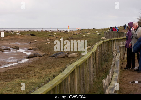 Guardare le foche grigie a Donna Nook Foto Stock