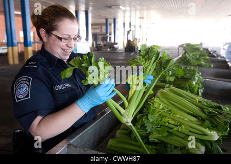 Femmina specialisti in agricoltura per U.S delle dogane e della protezione delle frontiere, ispezionare le scatole di sedano provenienti dal Messico Foto Stock