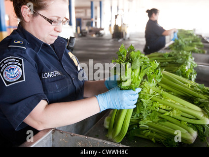 Femmina specialisti in agricoltura per U.S delle dogane e della protezione delle frontiere, ispezionare le scatole di sedano provenienti dal Messico Foto Stock