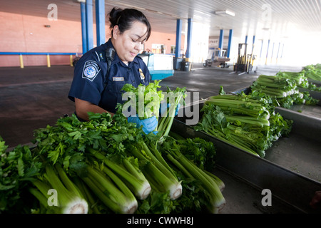 Femmina specialisti in agricoltura per U.S delle dogane e della protezione delle frontiere, ispezionare le scatole di sedano provenienti dal Messico Foto Stock