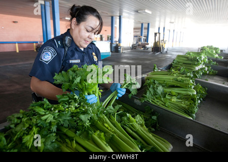 Femmina specialisti in agricoltura per U.S delle dogane e della protezione delle frontiere, ispezionare le scatole di sedano provenienti dal Messico Foto Stock