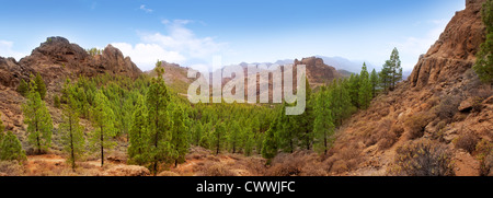 Gran Canaria Tejeda La culata montagne panoramico con pini in Isole Canarie Foto Stock