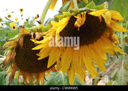 Girasole arte fotografia foto Foto Stock