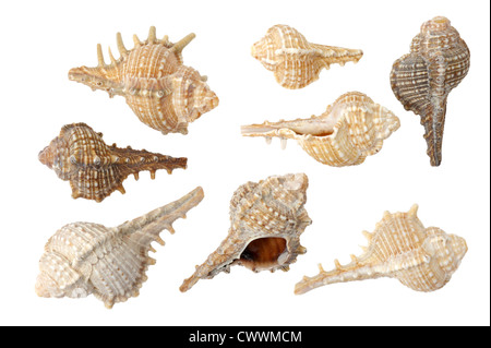 Diverse conchiglie di mare su sfondo bianco Foto Stock