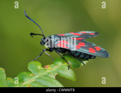 Il luminoso, pezzata butterfly Zygaena filipendulae su un lief Foto Stock