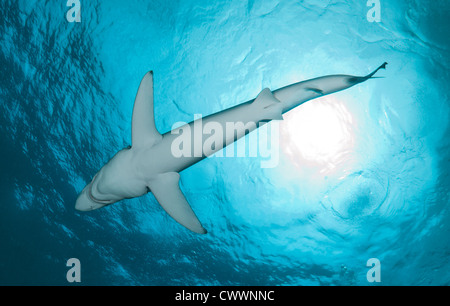 Esca ed immergersi con un squalo blu al largo della costa di Cape Town, Sud Africa Foto Stock