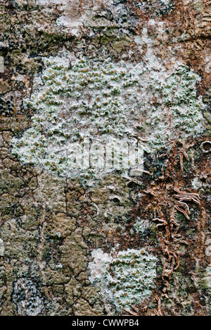 Lecanora chlarotera licheni crescono su corteccia di albero, Wales, Regno Unito. Foto Stock
