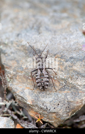 Heath Assassin Bug; Coranus subapterus; Cornovaglia; Regno Unito Foto Stock