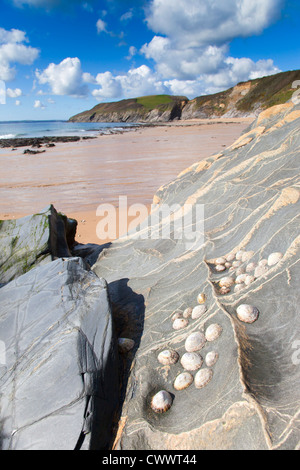 Spiaggia Porthbeor; St Antony; San Giusto in Roseland; Cornovaglia; Regno Unito; le patelle sulla roccia Foto Stock