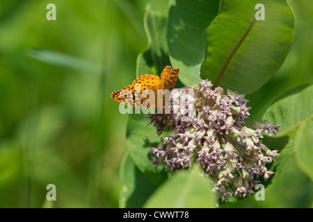 Grande lamas fritillary su milkweek Foto Stock