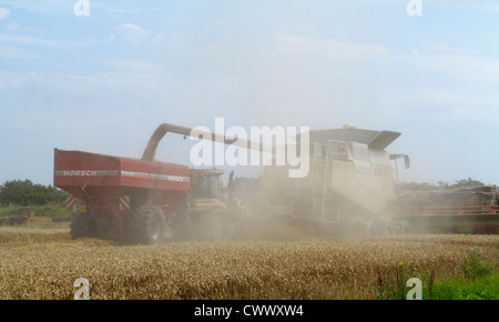 Trasferimento di grano dalla mietitrebbia per rimorchio Cambridgeshire Foto Stock