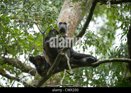 Uno scimpanzé con baby, Pan troglodytes, Tongo Foresta, Parco nazionale di Virunga, Repubblica Democratica del Congo Foto Stock