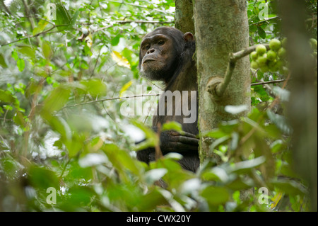 Scimpanzé, Pan troglodytes, Tongo Foresta, Parco nazionale di Virunga, Repubblica Democratica del Congo Foto Stock