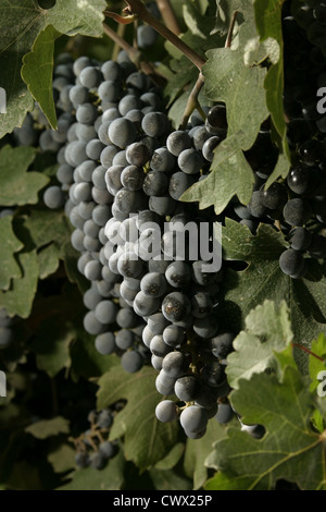 Immagine: Steve Race - Merlot maturazione uve da vino in Catalunya, Spagna. Foto Stock